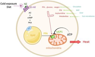 Recruitment of Thermogenic Fat: Trigger of Fat Burning